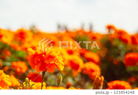 マリーゴールドの丘マリーゴールドの花ー35 123854248