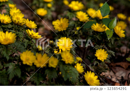 福寿草 123854291