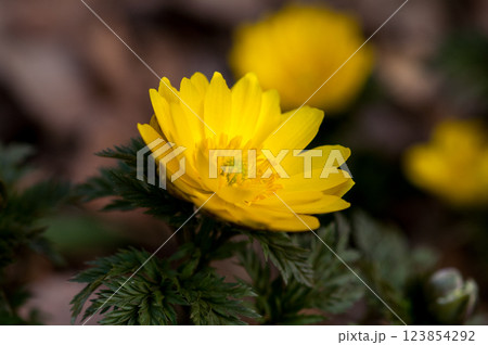 福寿草 123854292