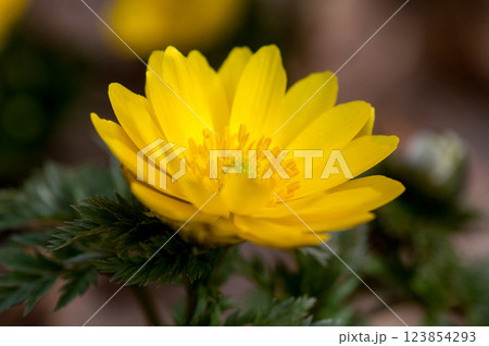 福寿草 123854293