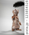 Gentle, cute kitten sitting on table. 123854328