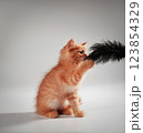 Gentle, cute kitten sitting on table. 123854329