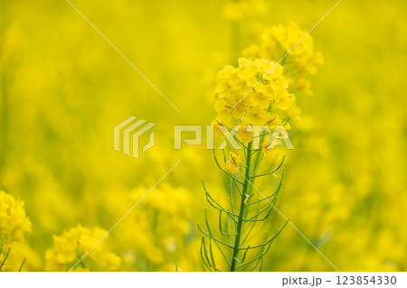 春を感じる黄色い菜の花 123854330