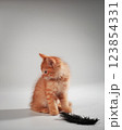 Gentle, cute kitten sitting on table. 123854331