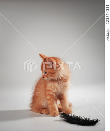 Gentle, cute kitten sitting on table. Gentle, cute kitten sitting on table. 123854331
