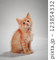 Gentle, cute kitten sitting on table. 123854332