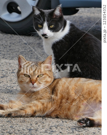 くつろぐ猫(松江市) くつろぐ猫(松江市) 123854352