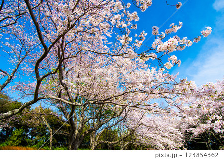 満開な桜 ソメイヨシノ⑧ 123854362