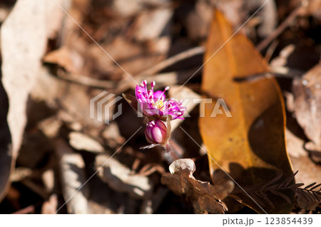 雪割草 ピンク 雪割草 ピンク 123854439