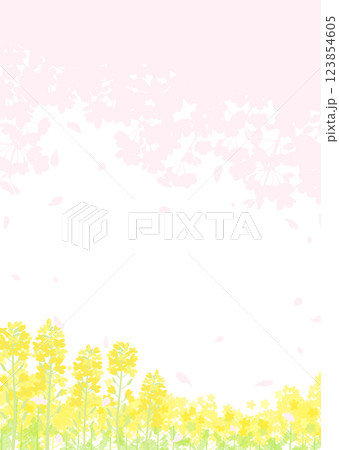ふんわりした桜のシルエットと菜の花畑 123854605