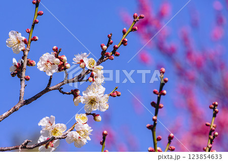 本庄運動公園梅の花ー27 123854633