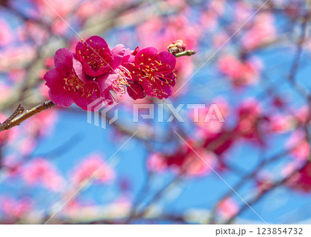 本庄運動公園梅の花ー102 123854732