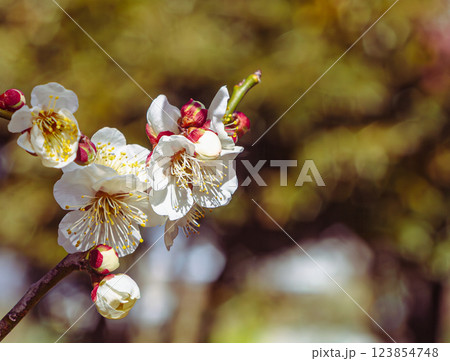 本庄運動公園梅の花ー117 本庄運動公園梅の花ー117 123854748