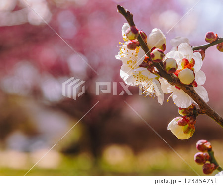 本庄運動公園梅の花ー120 123854751