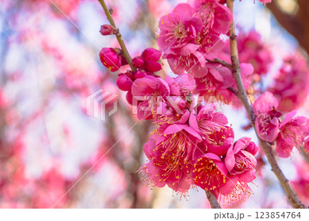 本庄運動公園梅の花ー132 123854764