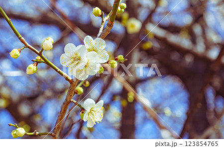 本庄運動公園梅の花ー133 本庄運動公園梅の花ー133 123854765