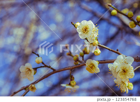 本庄運動公園梅の花ー136 本庄運動公園梅の花ー136 123854768