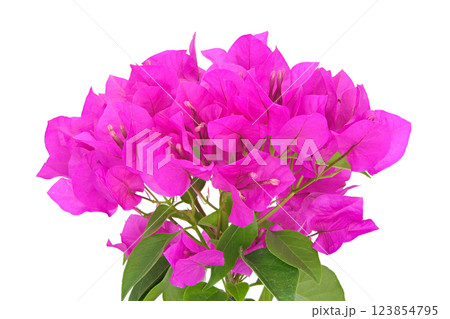 【ブーゲンビリア】 (深度合成) 123854795