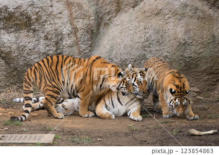 母に甘えるトラの子ら 123854863