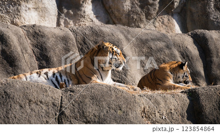 日向ぼっこするトラの母子 123854864
