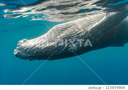 ザトウクジラ ザトウクジラ 123854909