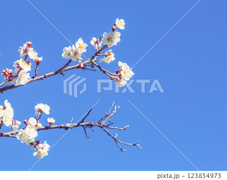 本庄運動公園梅の花ー83 本庄運動公園梅の花ー83 123854973