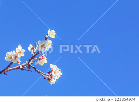 本庄運動公園梅の花ー84 123854974