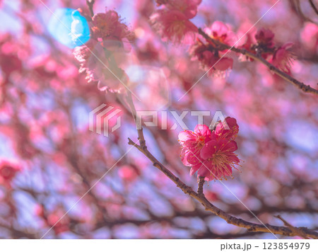 本庄運動公園梅の花ー89 本庄運動公園梅の花ー89 123854979