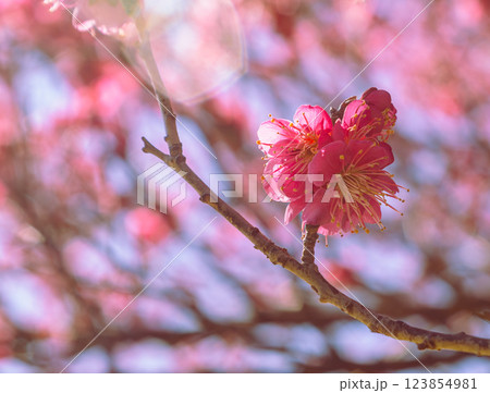 本庄運動公園梅の花ー91 本庄運動公園梅の花ー91 123854981