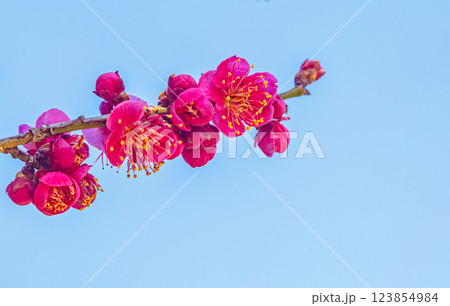 本庄運動公園梅の花ー94 123854984