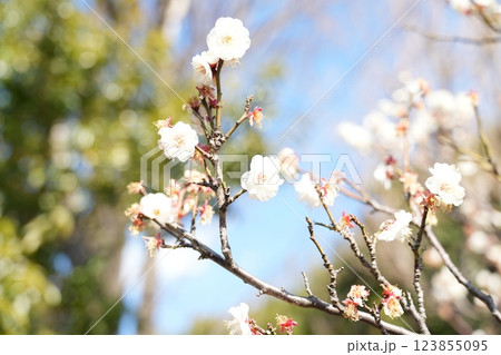 早春の池上梅園 123855095