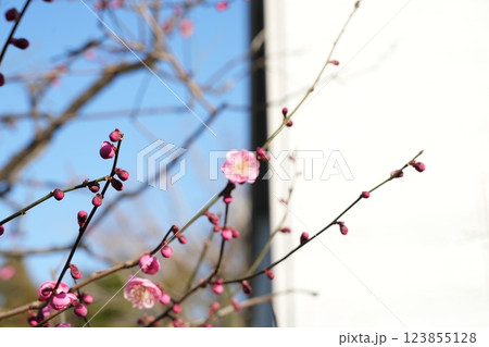 早春の池上梅園 早春の池上梅園 123855128