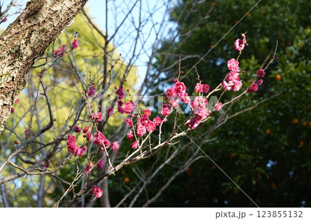 早春の池上梅園 早春の池上梅園 123855132