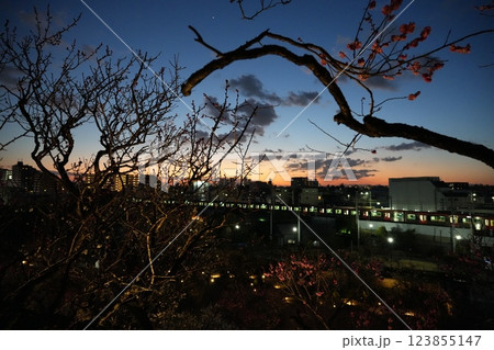 早春の池上梅園 123855147