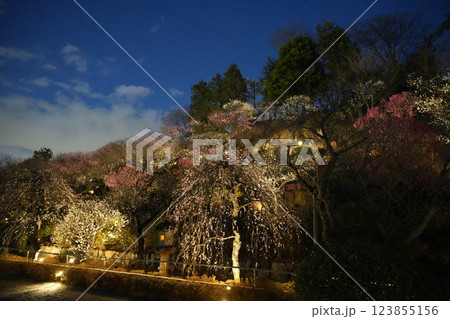早春の池上梅園 123855156