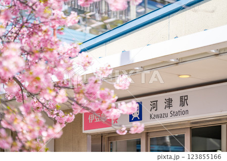 河津駅 駅舎 河津桜まつり 河津桜が咲き乱れる駅周辺 河津駅 駅舎 河津桜まつり 河津桜が咲き乱れる駅周辺 123855166