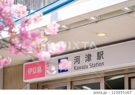 河津駅　駅舎　河津桜まつり　河津桜が咲き乱れる駅周辺 123855167