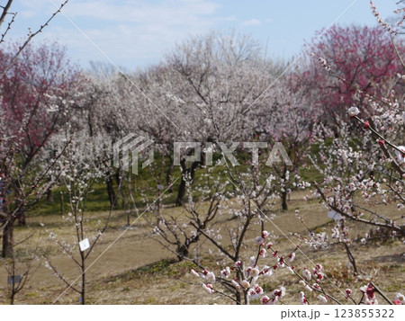 梅の花が咲き乱れる梅園(都内屈指の梅の名所 府中市郷土の森) 梅の花が咲き乱れる梅園(都内屈指の梅の名所 府中市郷土の森) 123855322