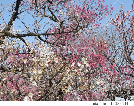 青空に映える梅の花(都内屈指の梅の名所 府中市郷土の森) 青空に映える梅の花(都内屈指の梅の名所 府中市郷土の森) 123855343