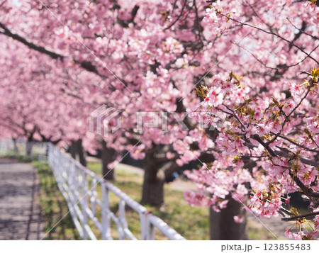 小糸川遊歩道の河津桜（君津市） 123855483