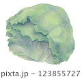 レタスの水彩イラスト 123855727