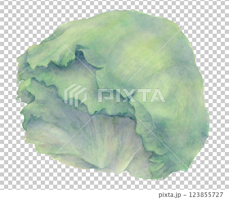 生菜的水彩插圖 123855727