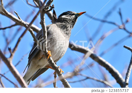 ムクドリ（White-cheeked Starling） 123855737
