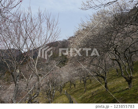 山の斜面に咲く白梅(高尾梅郷 木沢下梅林) 山の斜面に咲く白梅(高尾梅郷 木沢下梅林) 123855783