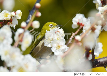 メジロと梅の花 メジロと梅の花 123855799