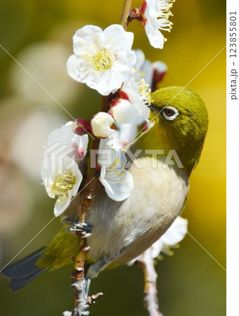 メジロと梅の花 123855801