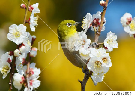 メジロと梅の花 123855804