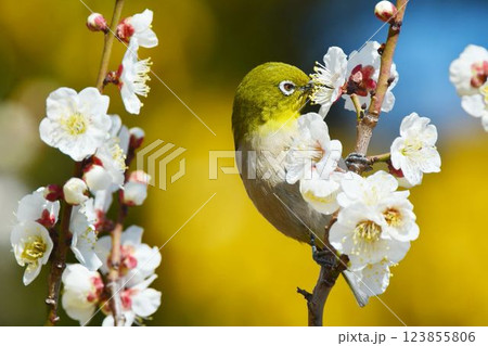 メジロと梅の花 123855806