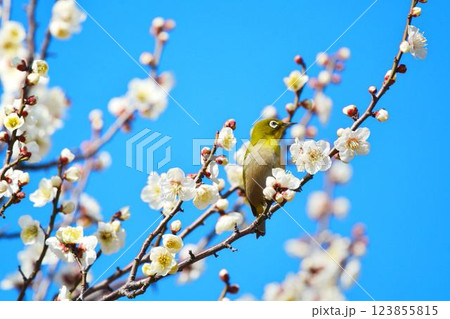 メジロと梅の花 メジロと梅の花 123855815