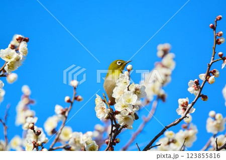 メジロと梅の花 メジロと梅の花 123855816